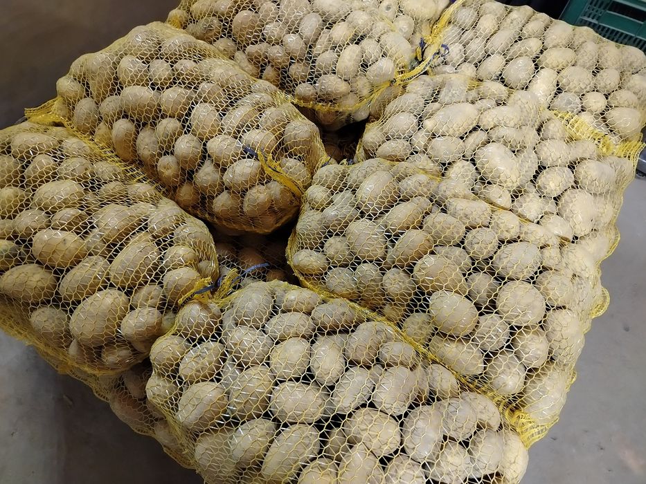 Ziemniaki odmiana soraya