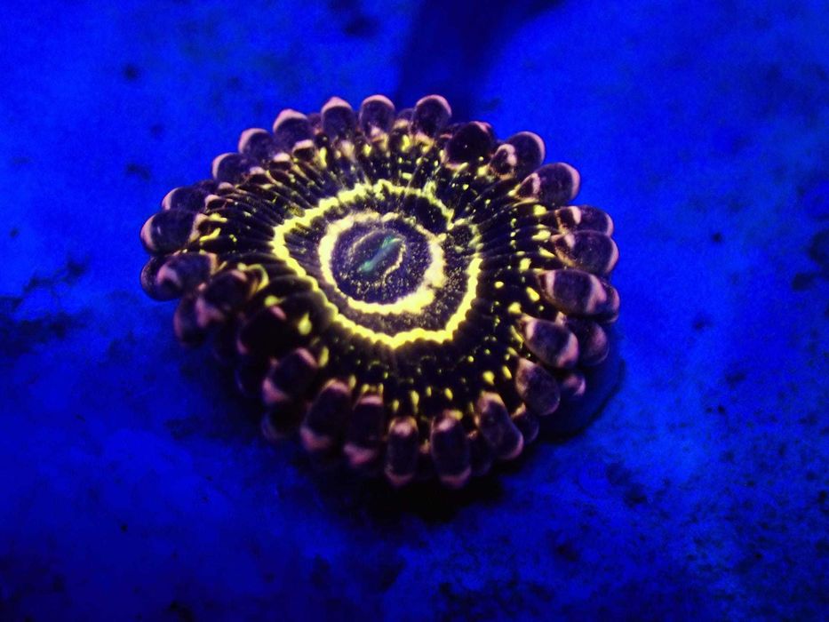 Zoanthus zoa Stratosphere (1 polip) Kingdom of Corals koralowce