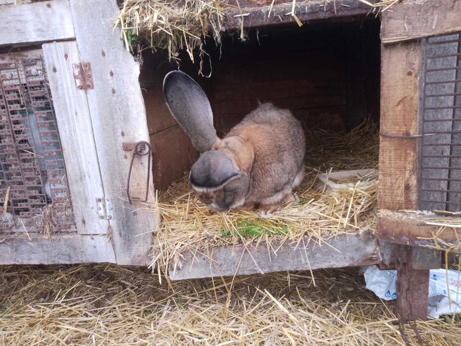 króliki olbrzymy belgijskie