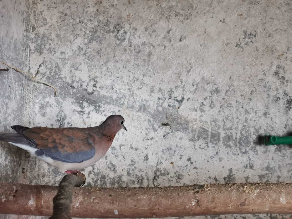 Rolas Senegal varias unidades