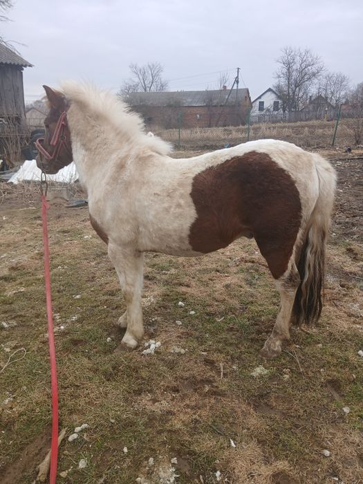 Sprzedam kuca ogiera