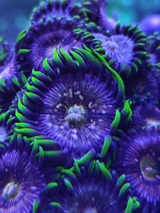 Zoanthus Nirvana koralowiec miekki