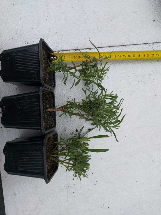 lawenda wąskolistna w doniczce