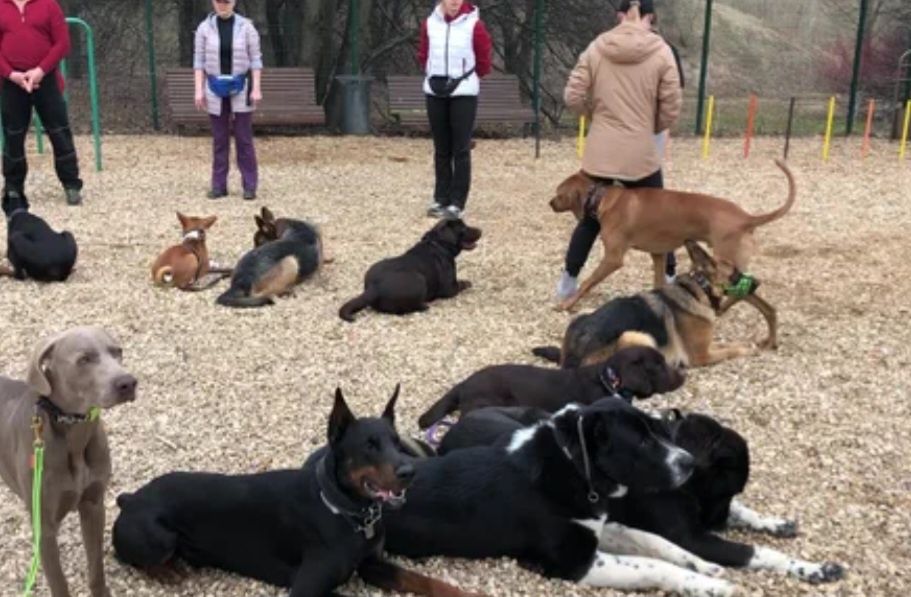 Профессиональная дрессировка собак