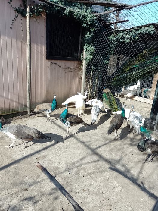 Птиця виводок, 2025 рк