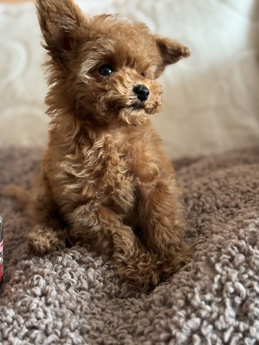 Той пудель хлопчик