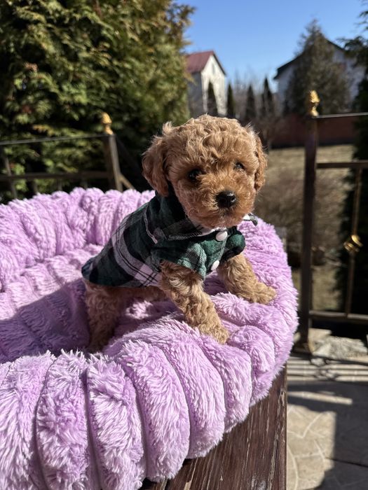 Найкращі породисті цуценятка