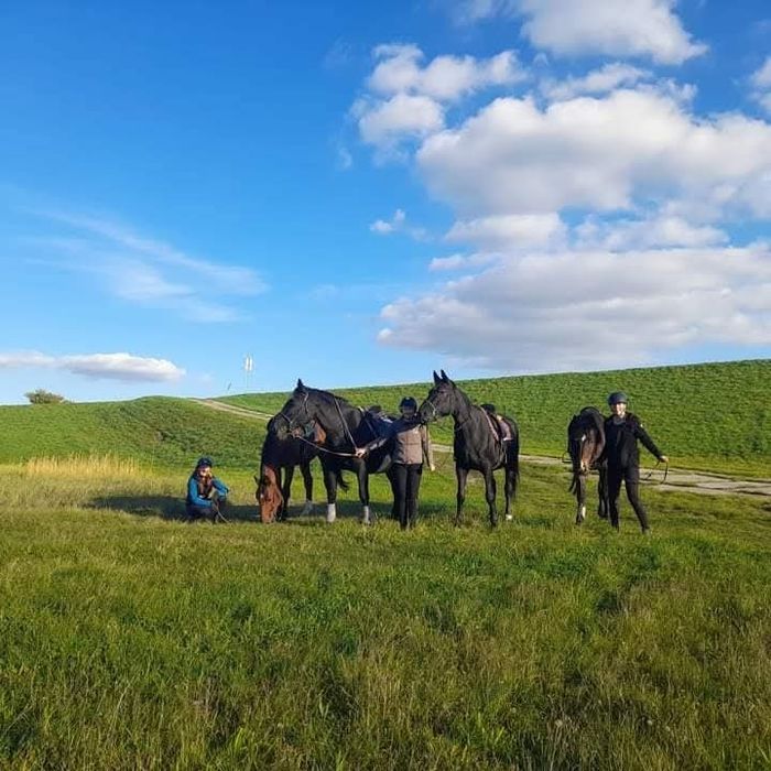 Pensjonat hotel dla koni. Wolny boks