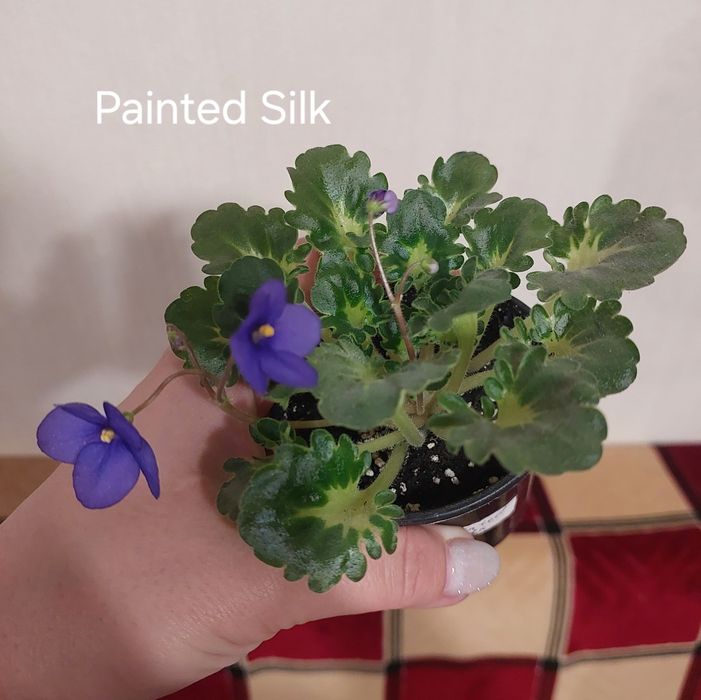 Продам с/з листочки мини фіалок