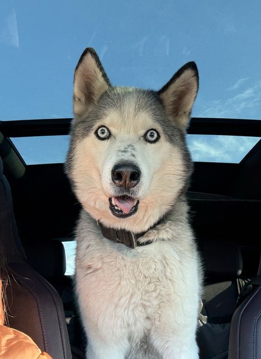 Хаскі хлопчик шукає дім