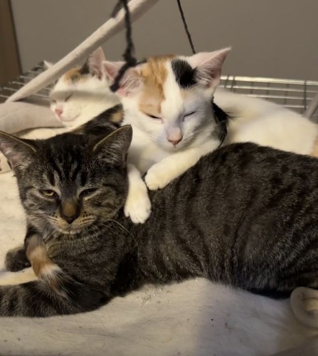 SISI - wciąż czeka na swój domek