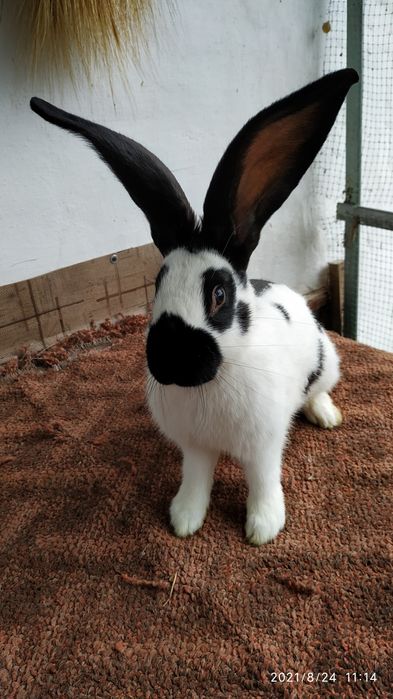 Молодняк німецького строкача.2-3-4 місяці.