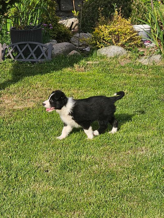 Border collie - gotowy do zmiany domku