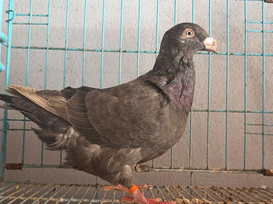 Criador lusitano , raça autóctone portuguesa