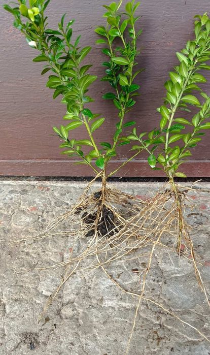 Саджанці Самшиту