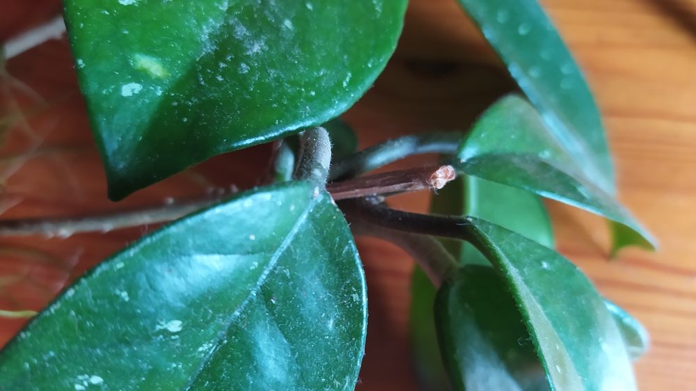 Sprzedam sadzonki hoi różowej, ukorzenione, 3 szt.