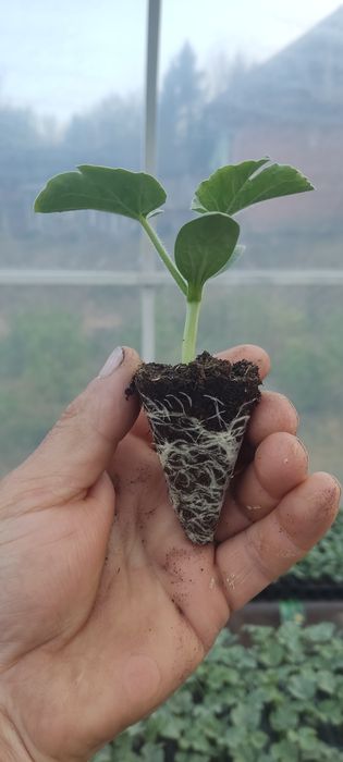 Продам росаду кавуна АУ Продюсер