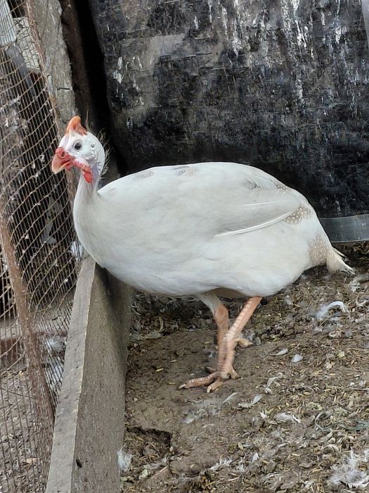 Sprzedam perlika pinto cynamon