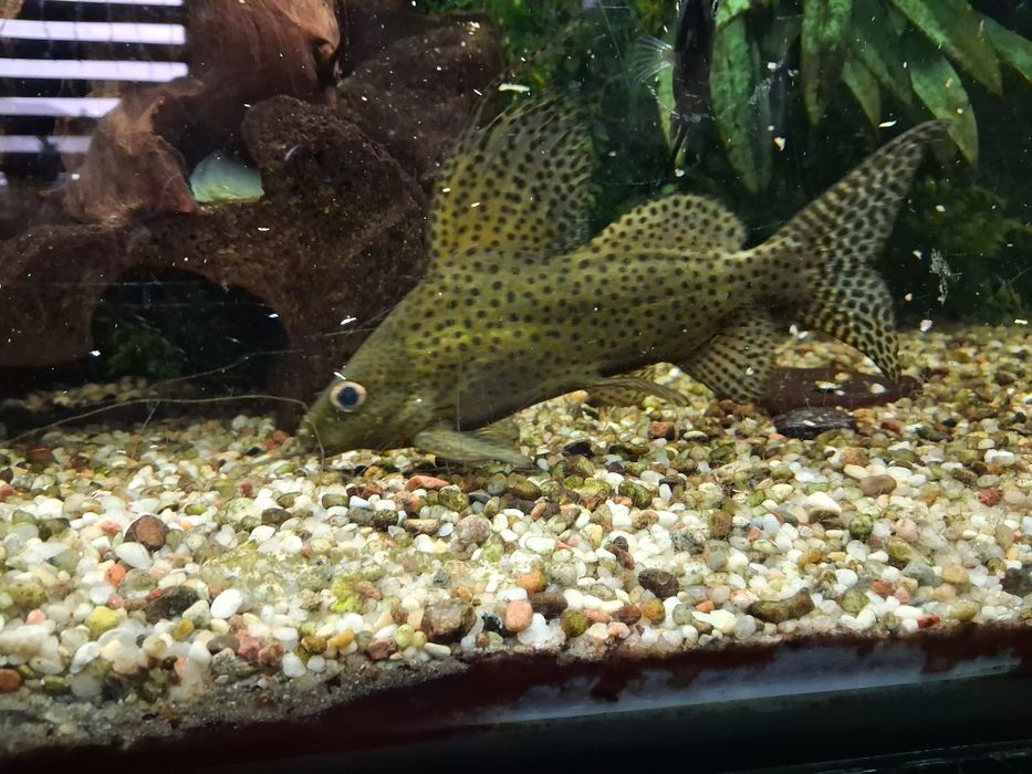 Witam sprzedam lub zamienie