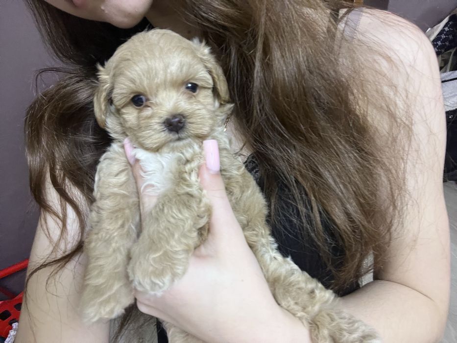 У наявності цуцики мальтіпу готові до бронювання