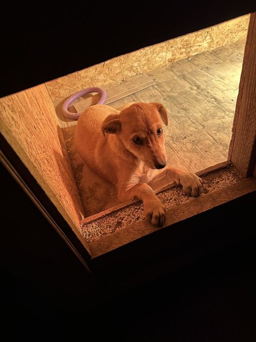 Щенок в дом бесплатно. Пёс. Собака. Щенки.