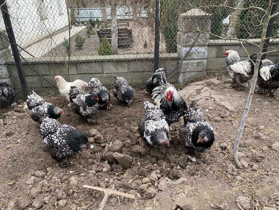 Кури брама срібло інк яйця
