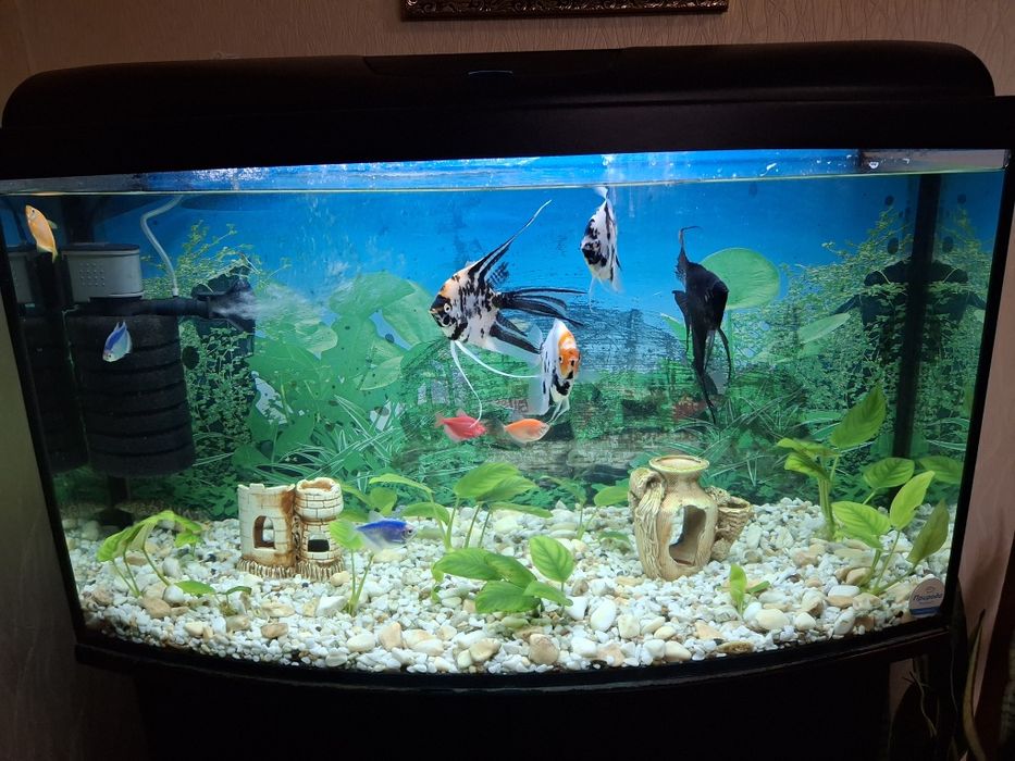 Продам акваріум з рибами та тумбою