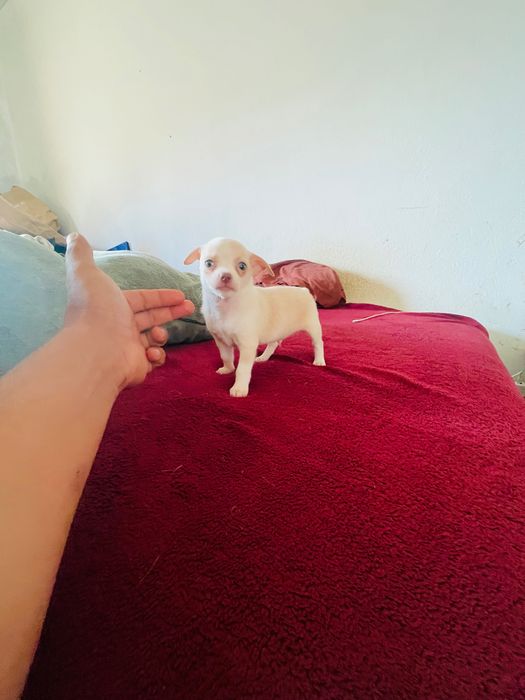 Chihuahua macho de pelo curto