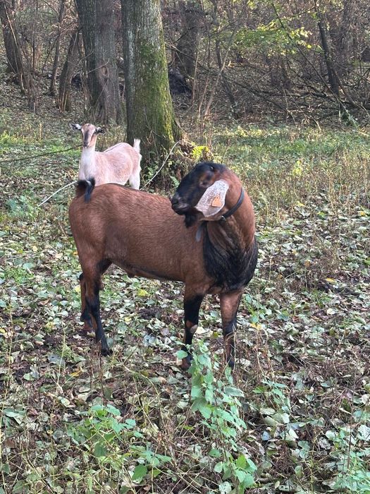 Sprzedam kozła anglonubijsjlkiego z rodowodem