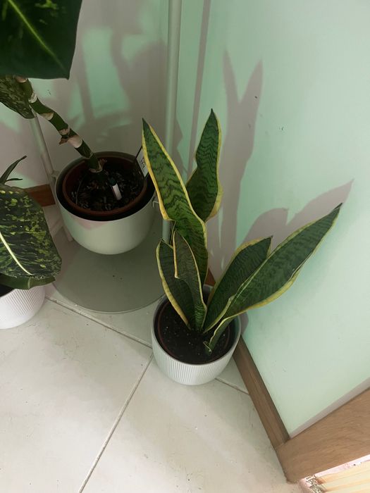 Conjunto Plantas de Interior + Vasos Decoração Casa Excelente Estado