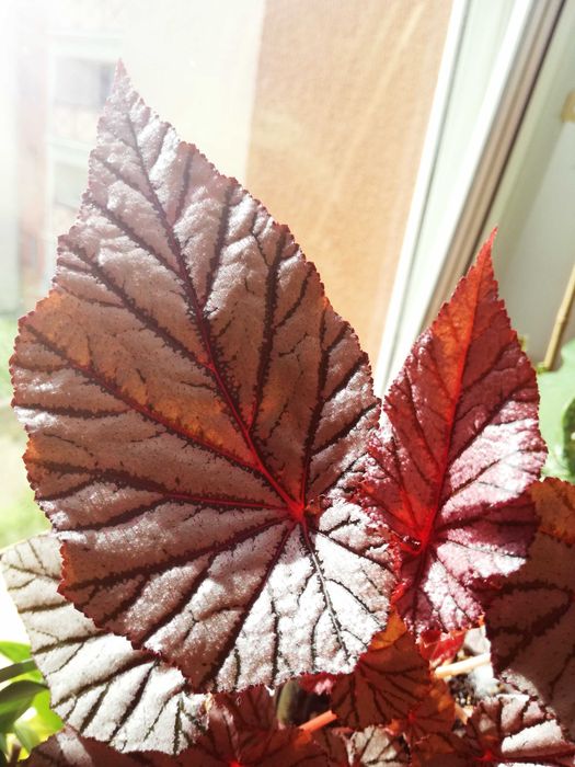 Begonia NoID ( Tingley Mallet ?) pink violet gwiezdna jak różowe UFO nie monstera variegata i philodendron