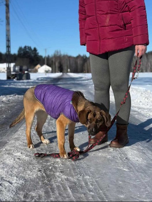 Opuncja - towarzyska sunia szuka domu