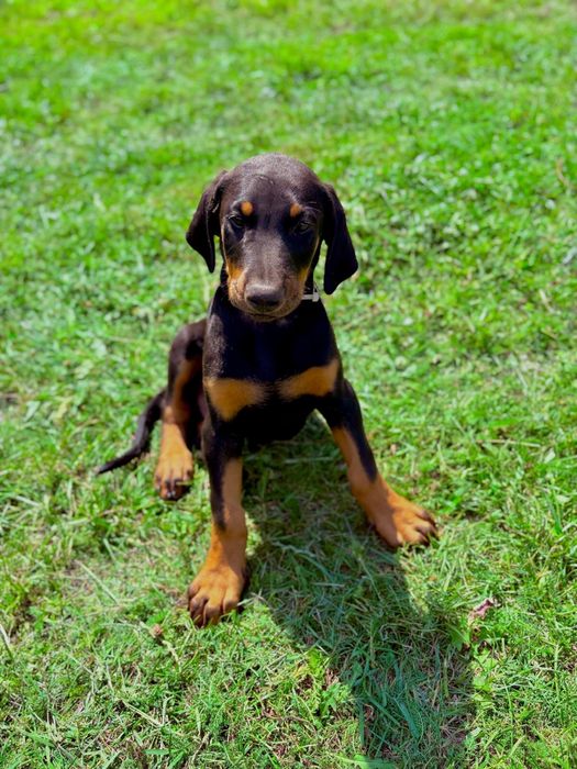 Szczeniak doberman