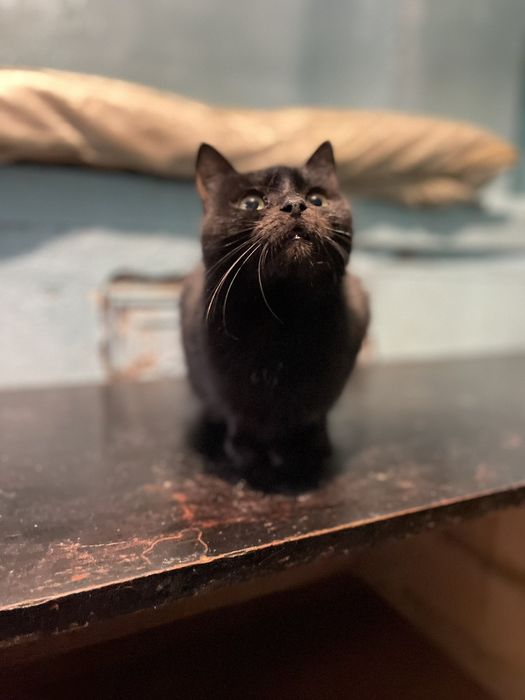 Срочно нужен дом для кошечки