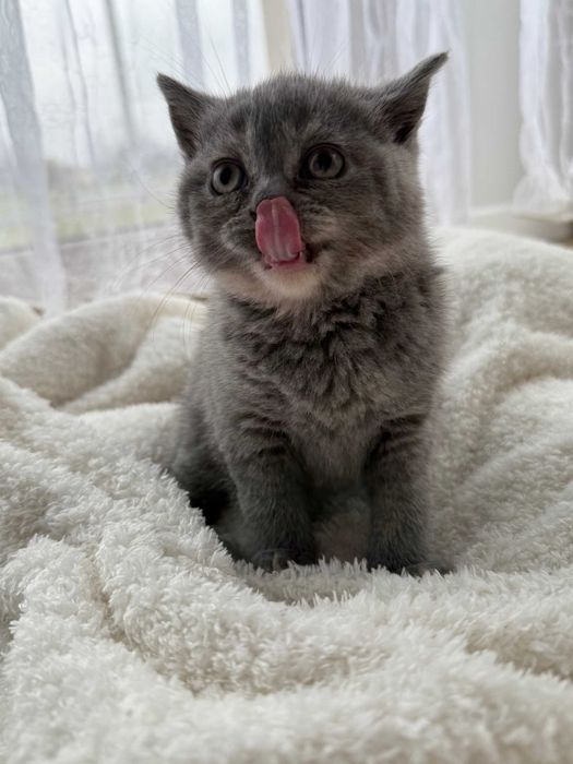 kotka brytyjska niebieska,  liliowy kotek