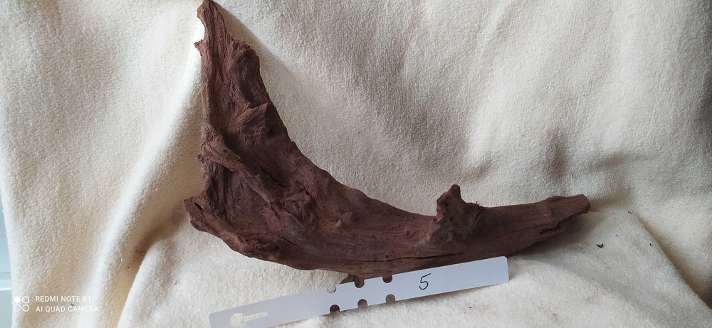 Korzeń 5 drift-36cm