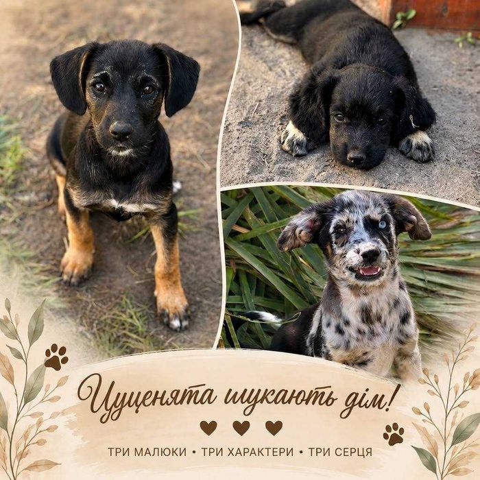 Цуценята шукають родину