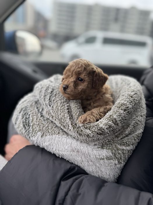 Маленькі цуценята той пудель