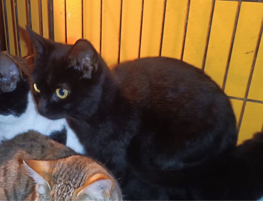 4 Gatinhos Juvenis esterilizados!