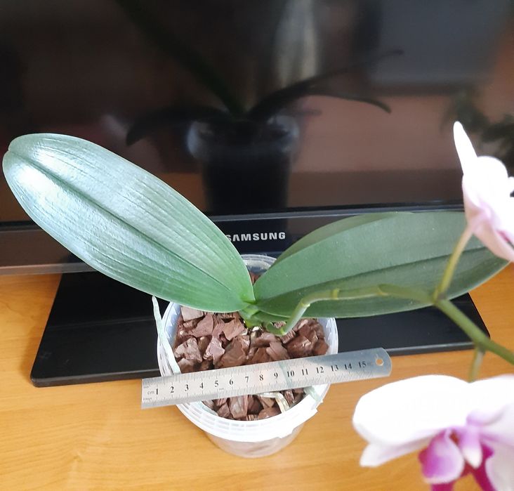 Орхидея фаленопсис Принцесса сакура .