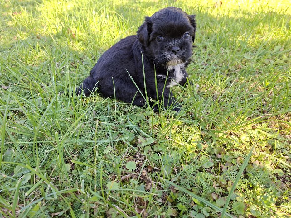 Shih-tzu piesek czarny
