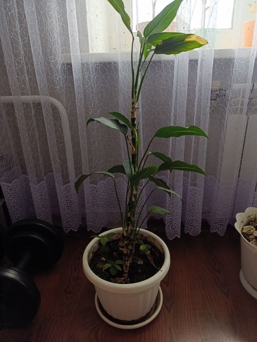 Розпродаж вазонів дефенбахій