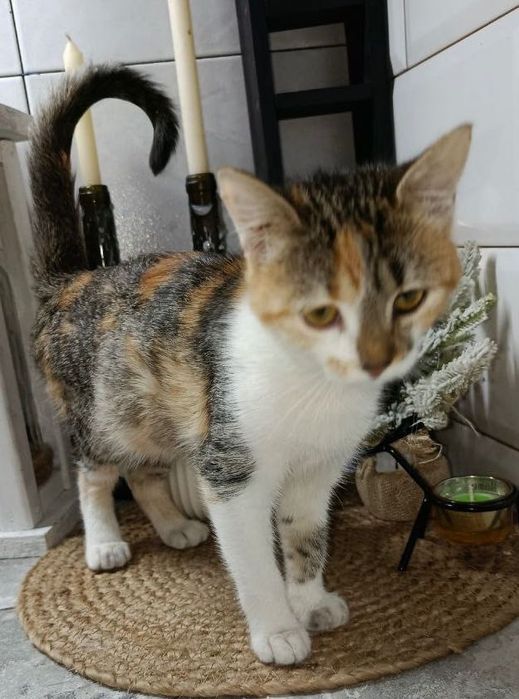 Дайте цій красуні шанс на щасливе домашнє життя