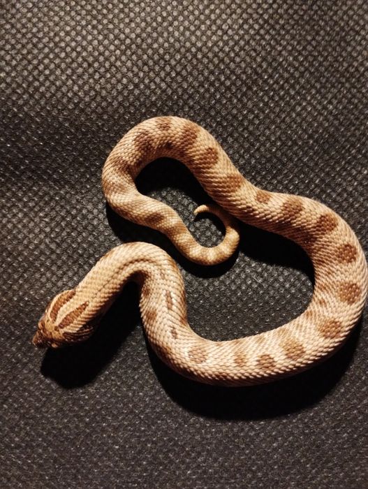 Heterodon zachodni moon dust (arctic lavender)