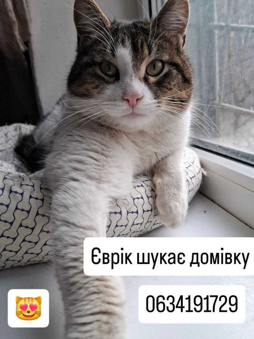 Офігітєльний коте Єврік