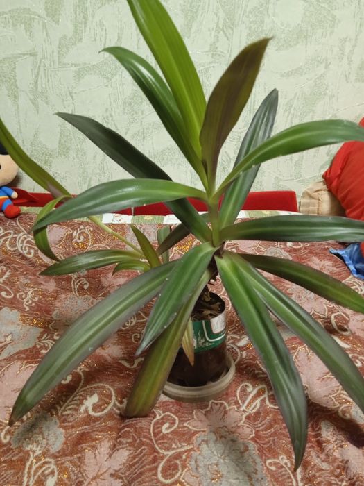 Цветок комнатный Рео