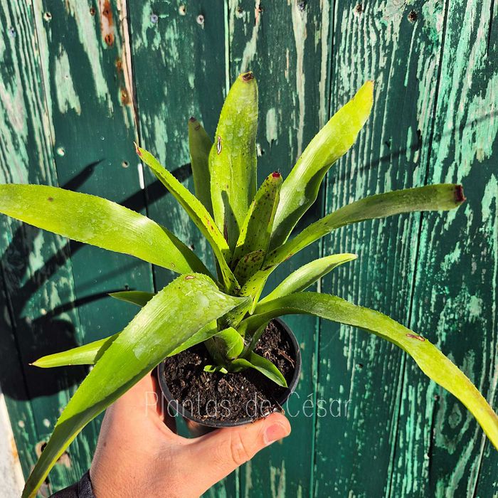 Bromélias (Figueira da foz ou via CTT)