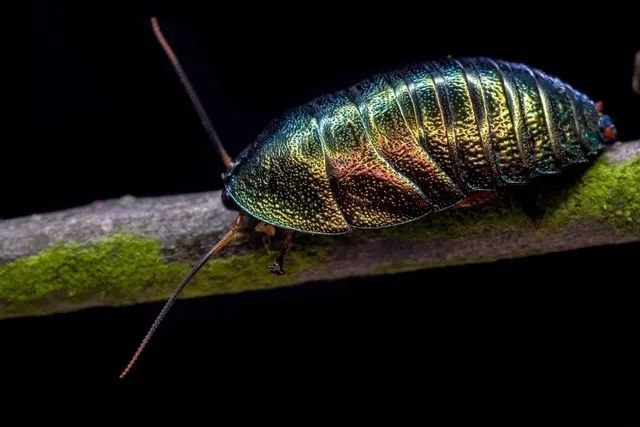 Изумрудные тараканы Corydidarum magnifica
