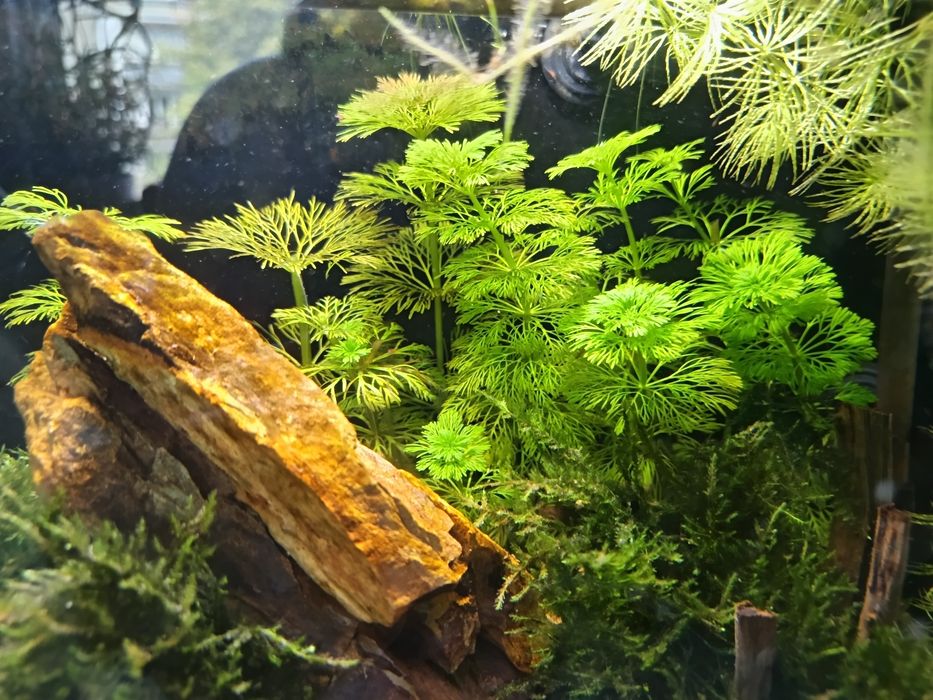 Limnobium Laevigatum pływająca  i sessiliflora