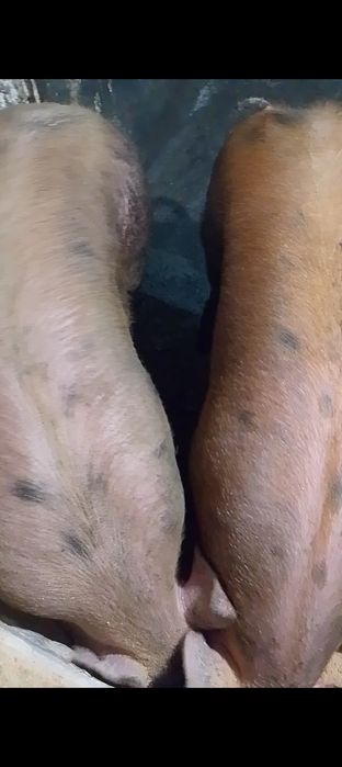 Продам домашні свині на м'ясо